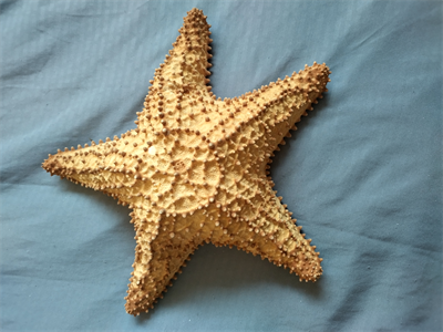 Starfish for the collector